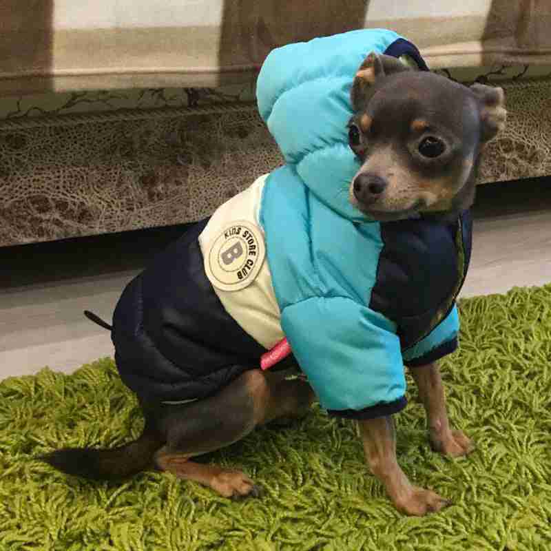 Dog in blue winter jacket