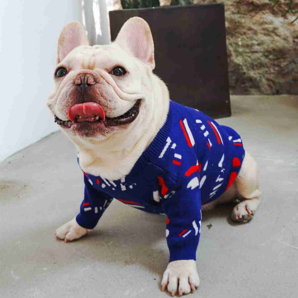 French Bulldog in blue sweater