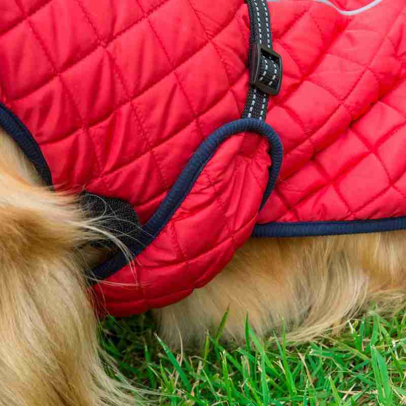 Dog with red quilted jacket on grass