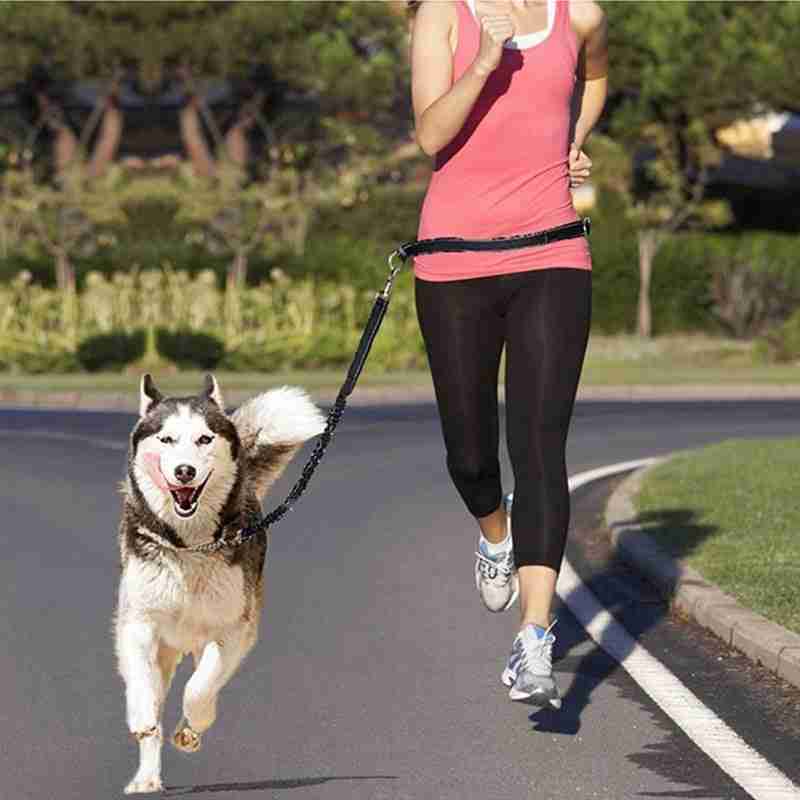 Jogging adjustable pet leash for running