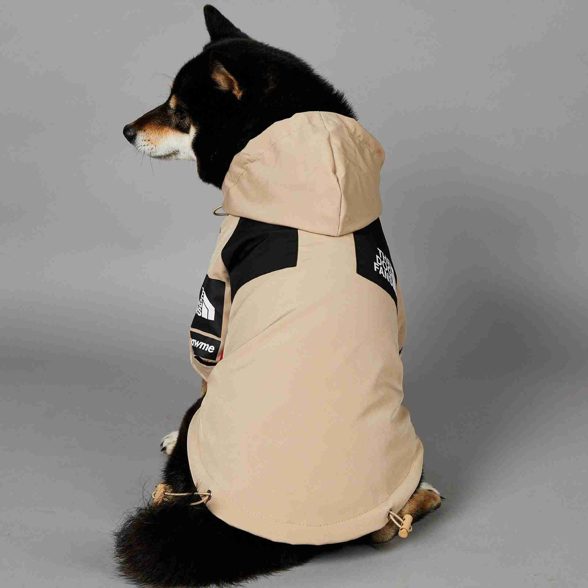 Dog sitting in beige and black pet shell jacket