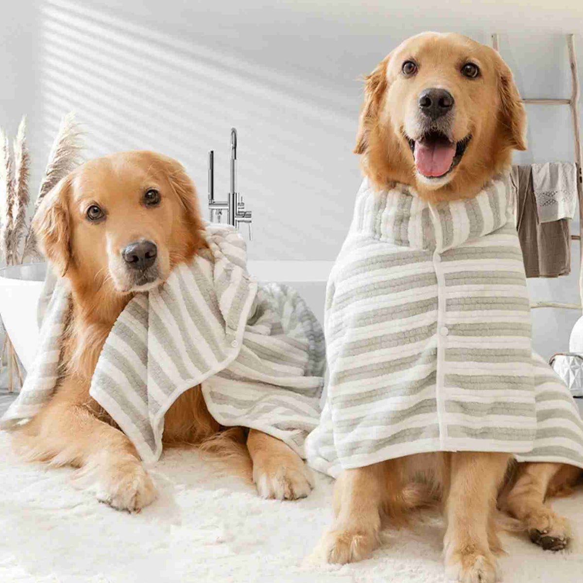 Golden retriever in striped bath towel