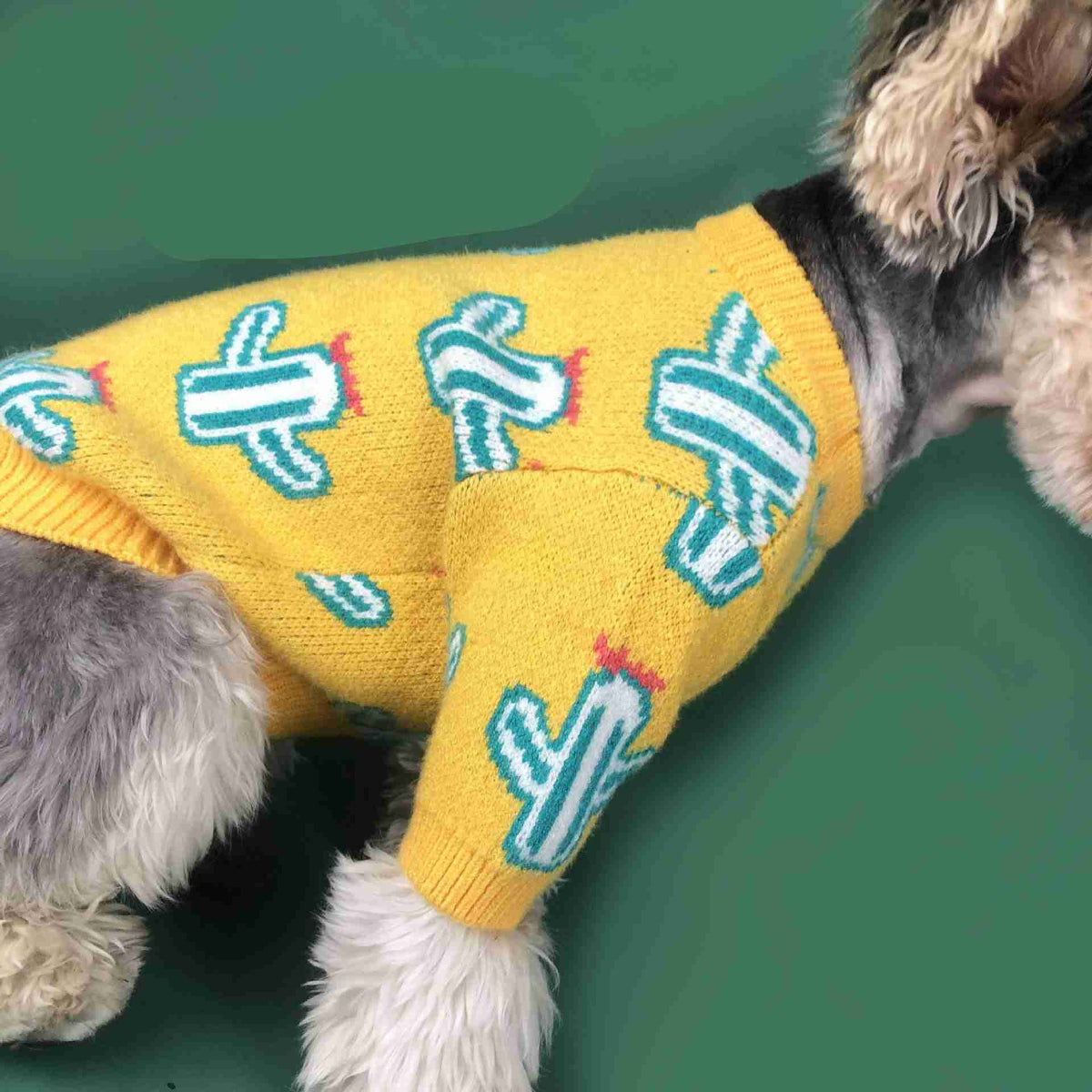 Cute dog in cactus sweater for pet fashion