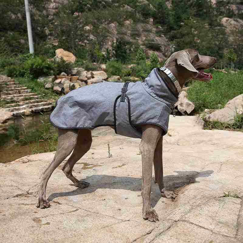 Dog winter jacket outdoors