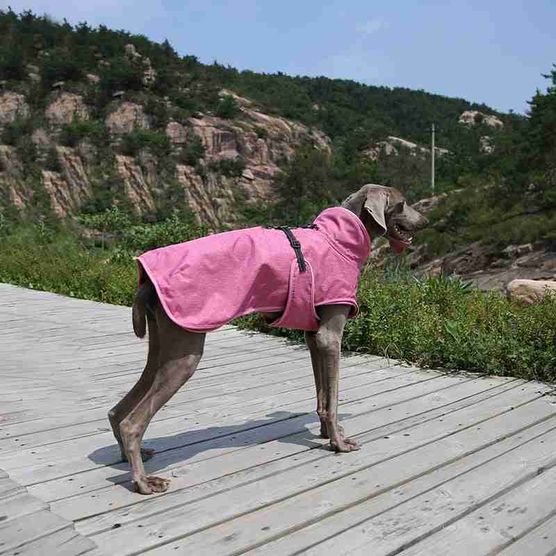 Pink pet shell jacket outdoors