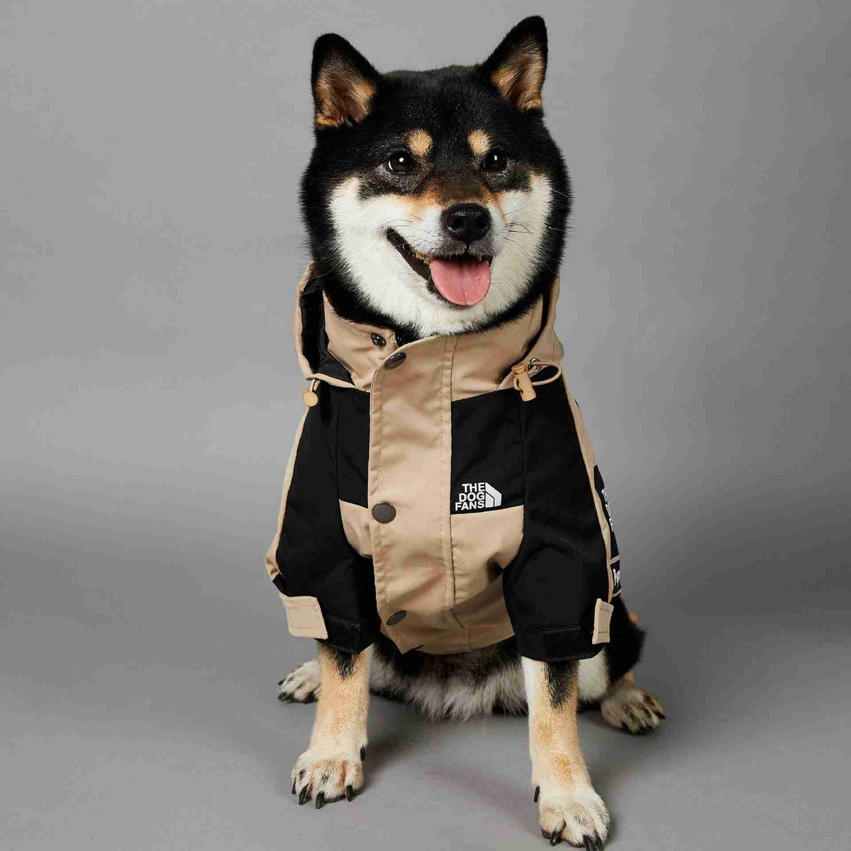 Dog in Khaki and black pet shell jacket