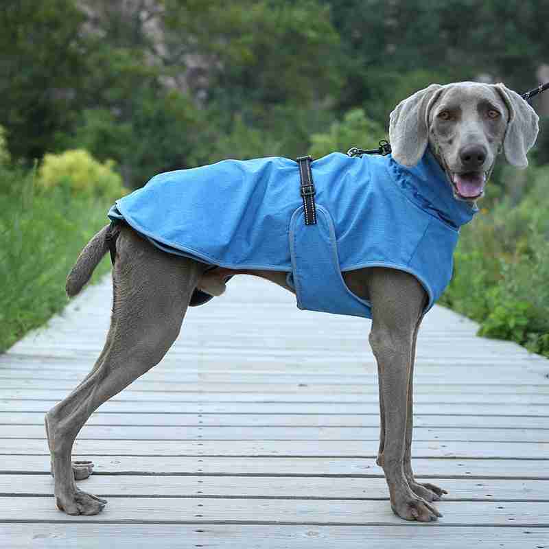 Dog in blue winter shell jacket outdoors