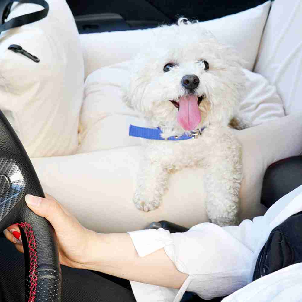Pet dog in car seat with carrier