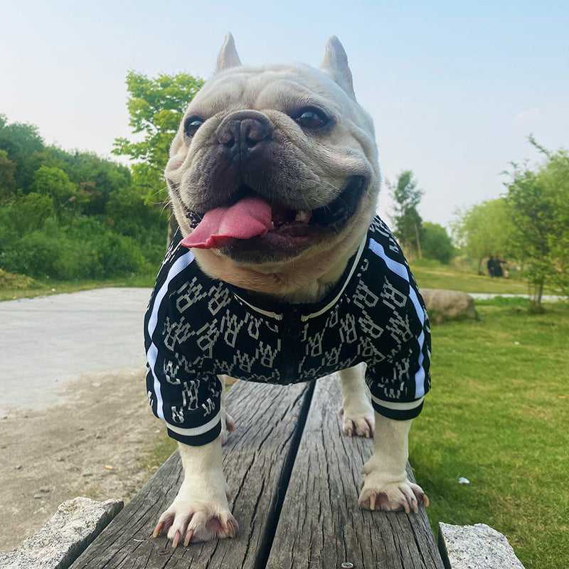 French Bulldog in dog jacket outdoors