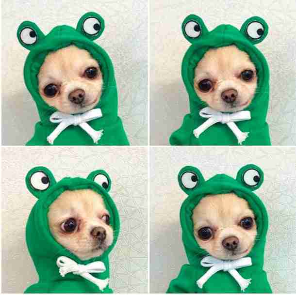 Dog in frog hoodie