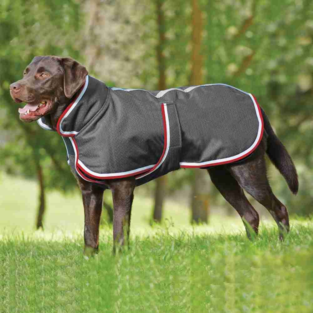 Dog in waterproof jacket outdoors