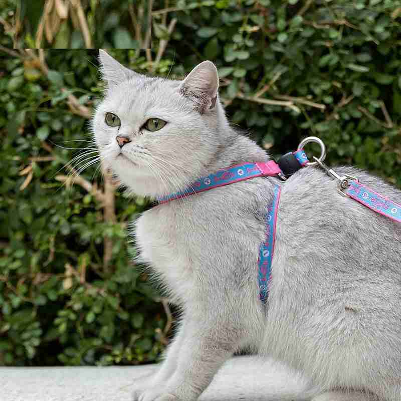 Small dog teddy leash harness