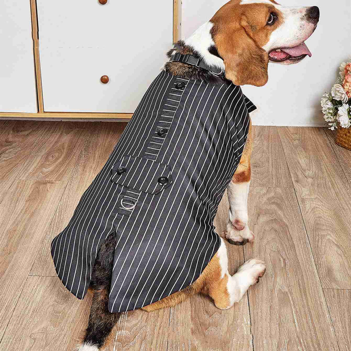 Beagle in pet tuxedo with bow tie for wedding