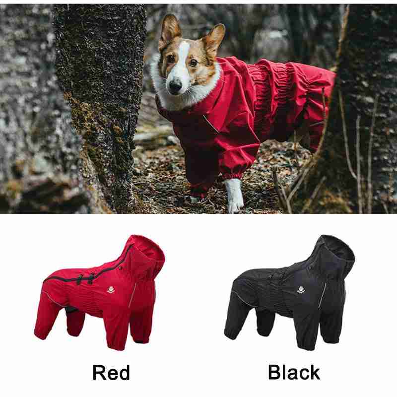 Dog in red waterproof pet jacket outdoors