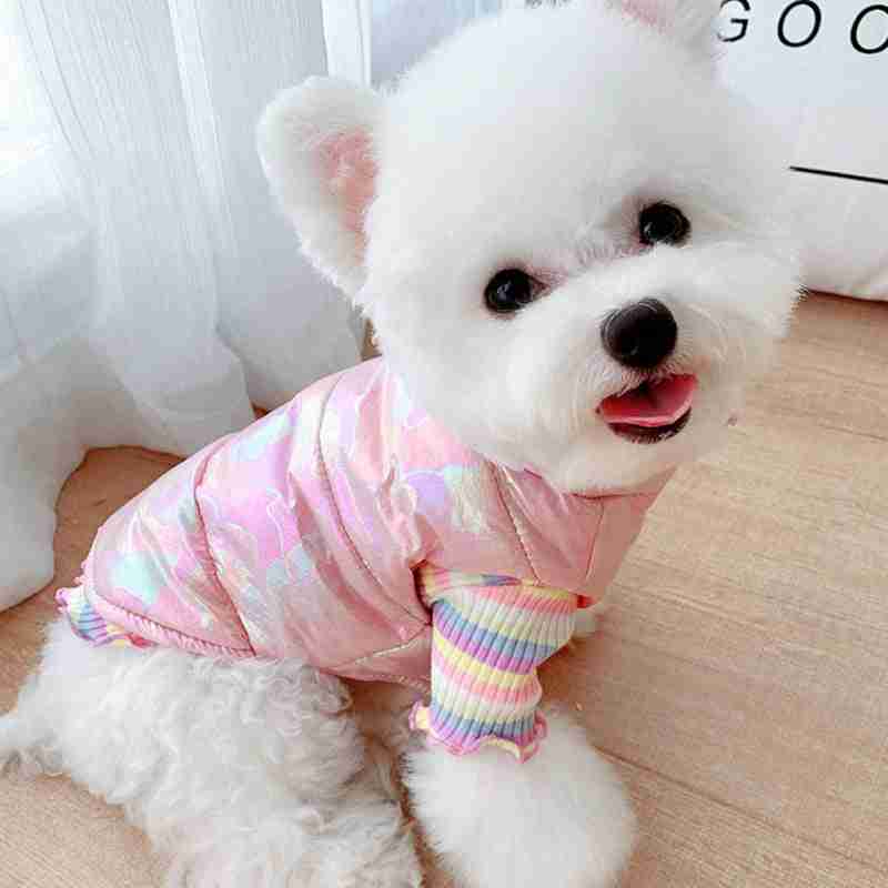 Small dog in pink waterproof pet vest
