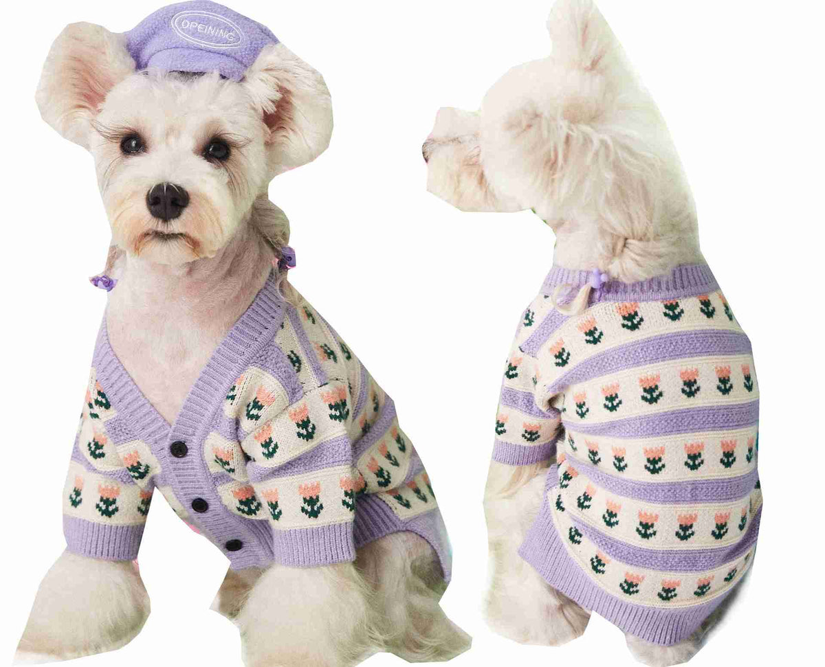 Cute dog in purple flower sweater with colorful backdrop