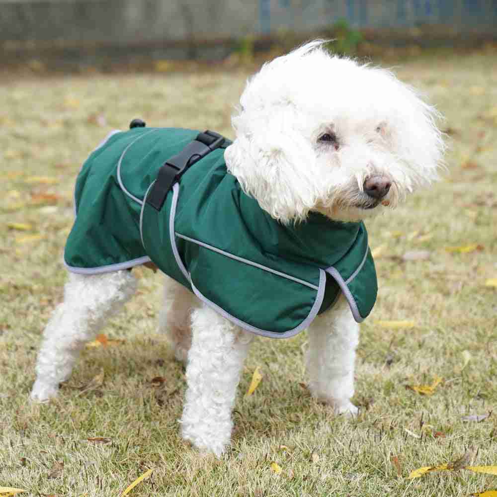 Pet dog in green shell jacket for cold weather
