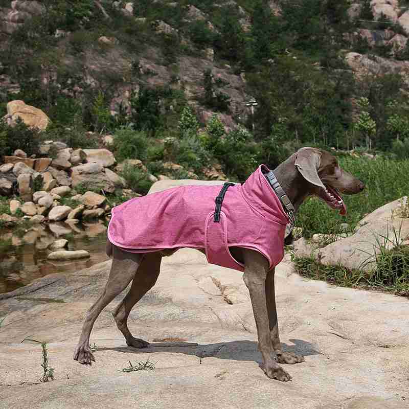 Dog in pink winter jacket on rocks