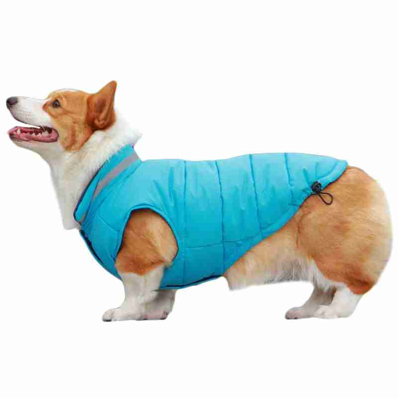 Dog in blue reflective pet jacket on white background