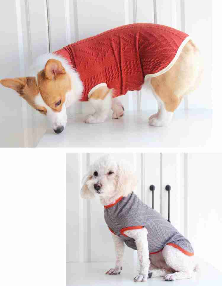 Dog in red knit sweater
