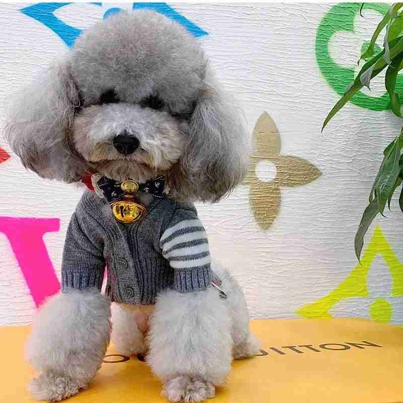 Pet dog in gray cardigan sweater with striped sleeves and bell collar
