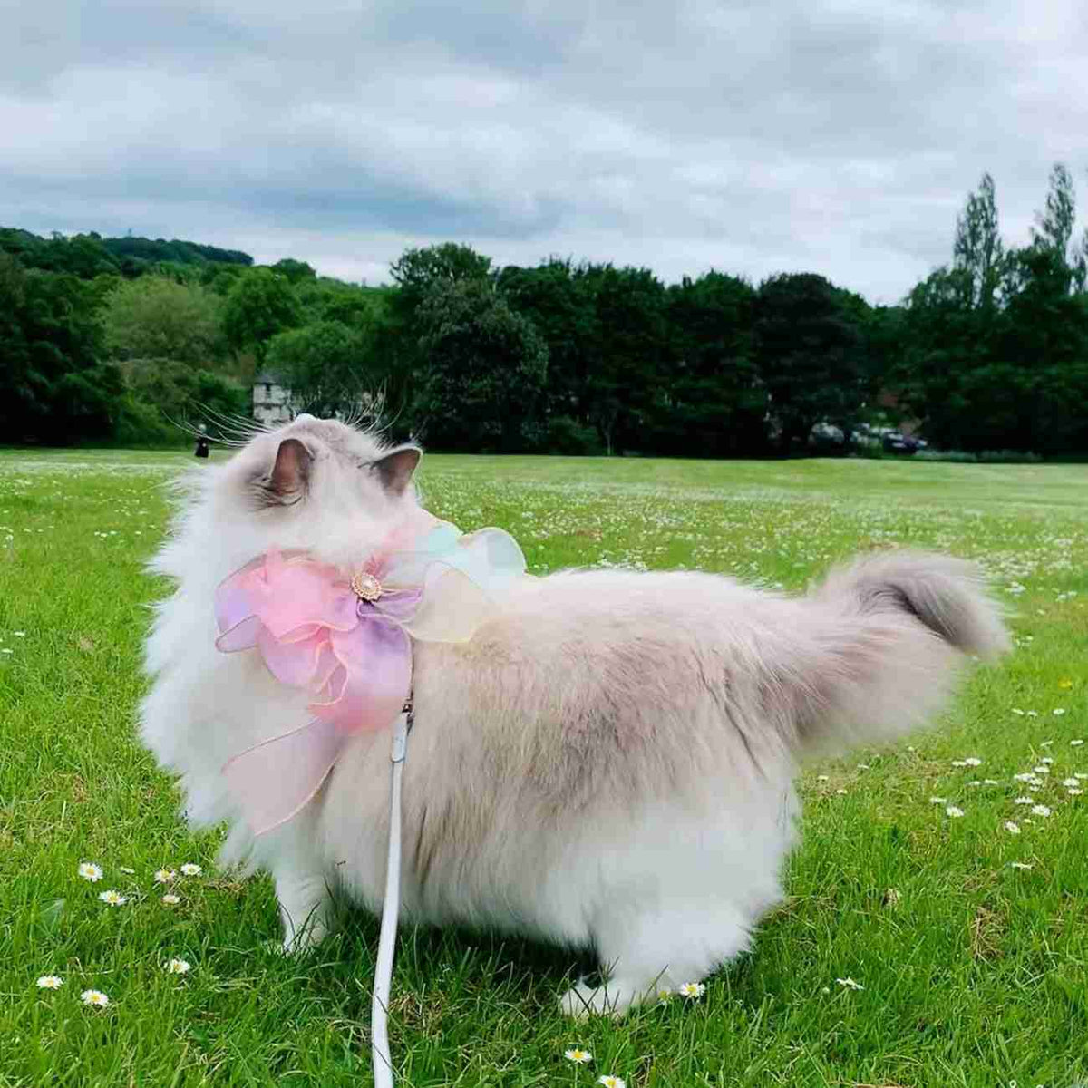 Pet cat with butterfly leash outdoors