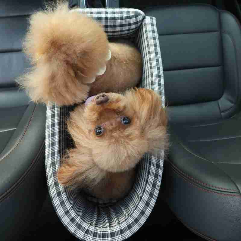 Small dog in plaid pet carrier