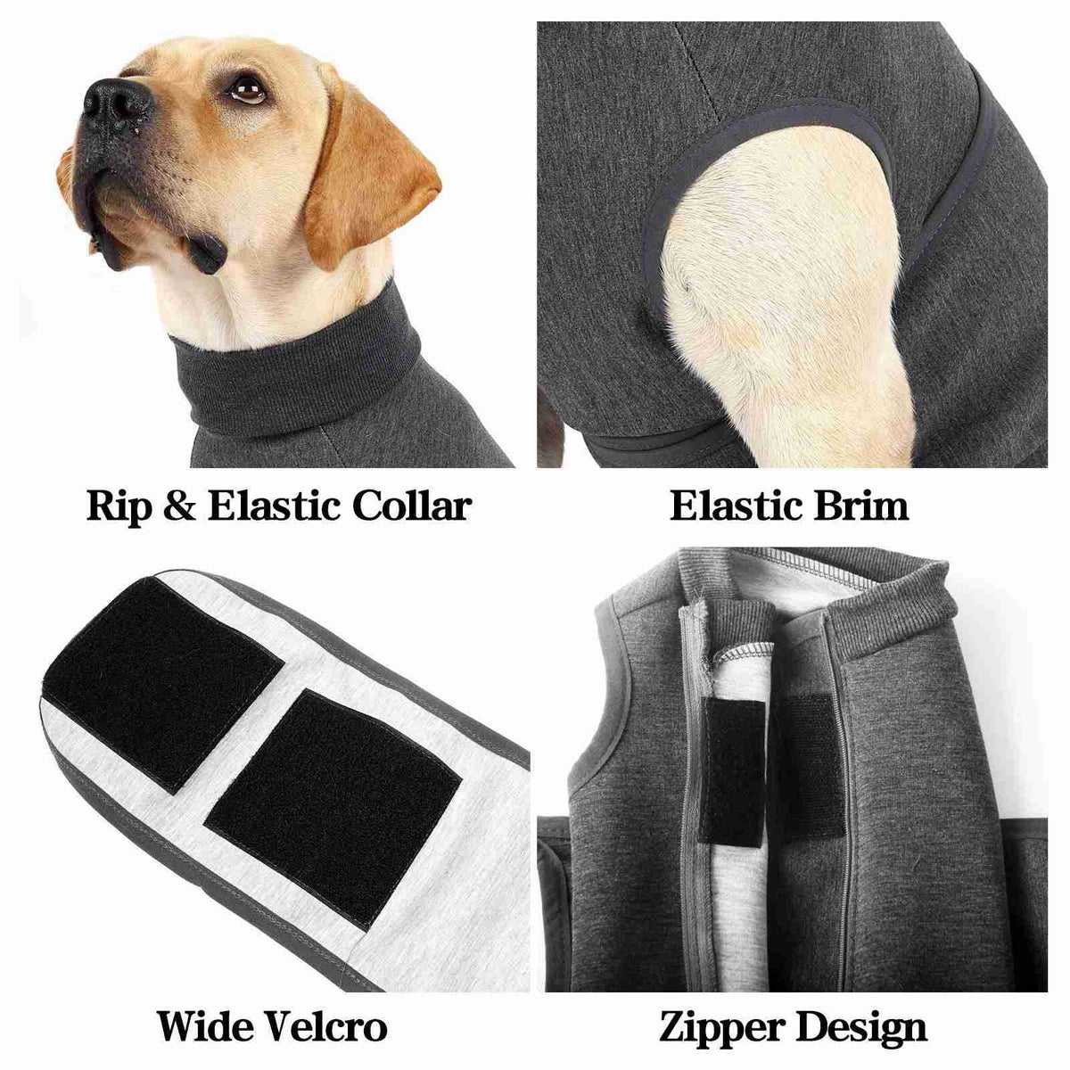 Dog with pet jacket showing zipper and velcro