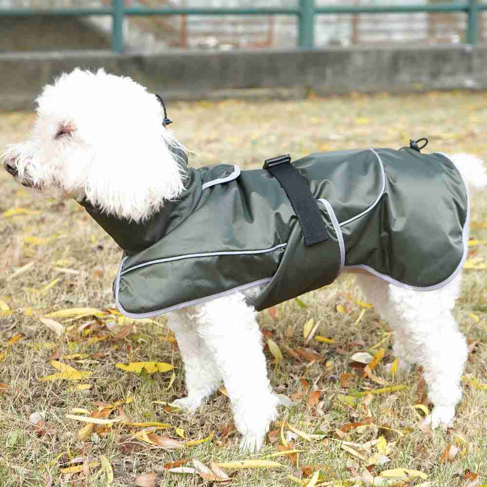 Small dog in green shell jacket for winter