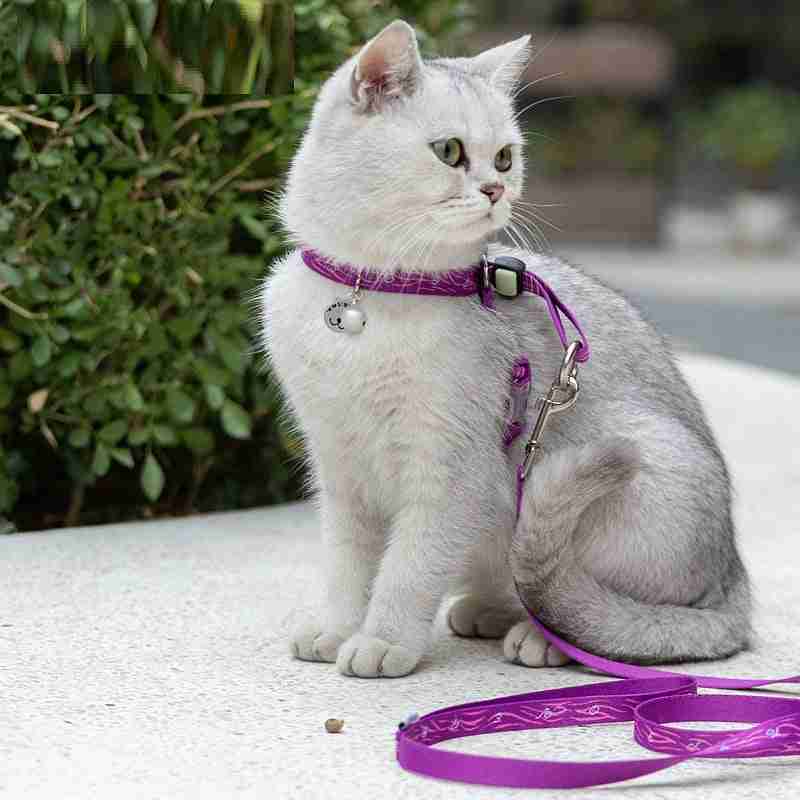 Cat leash with collar and bell